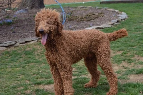 Standard Poodle dad