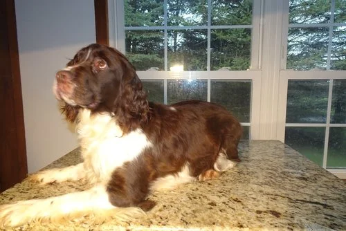 Lady, the Springer mom