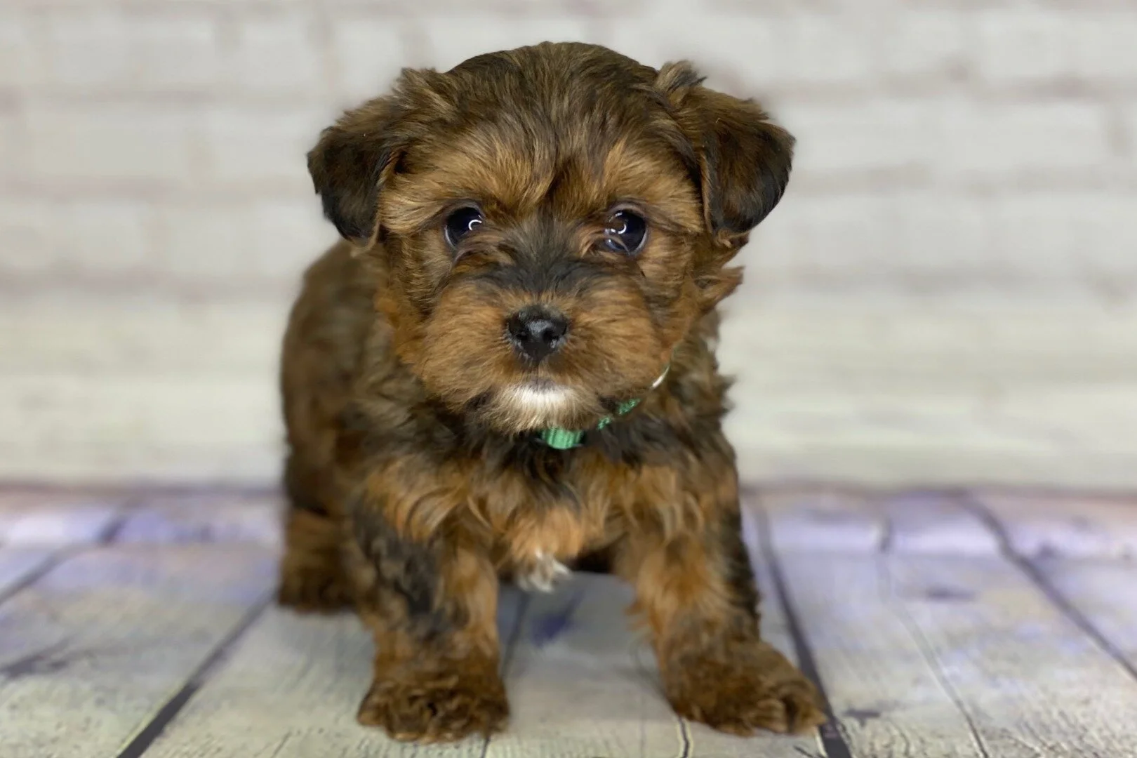 Crockett Doodles Family Raised Doodle Puppies for Sale
