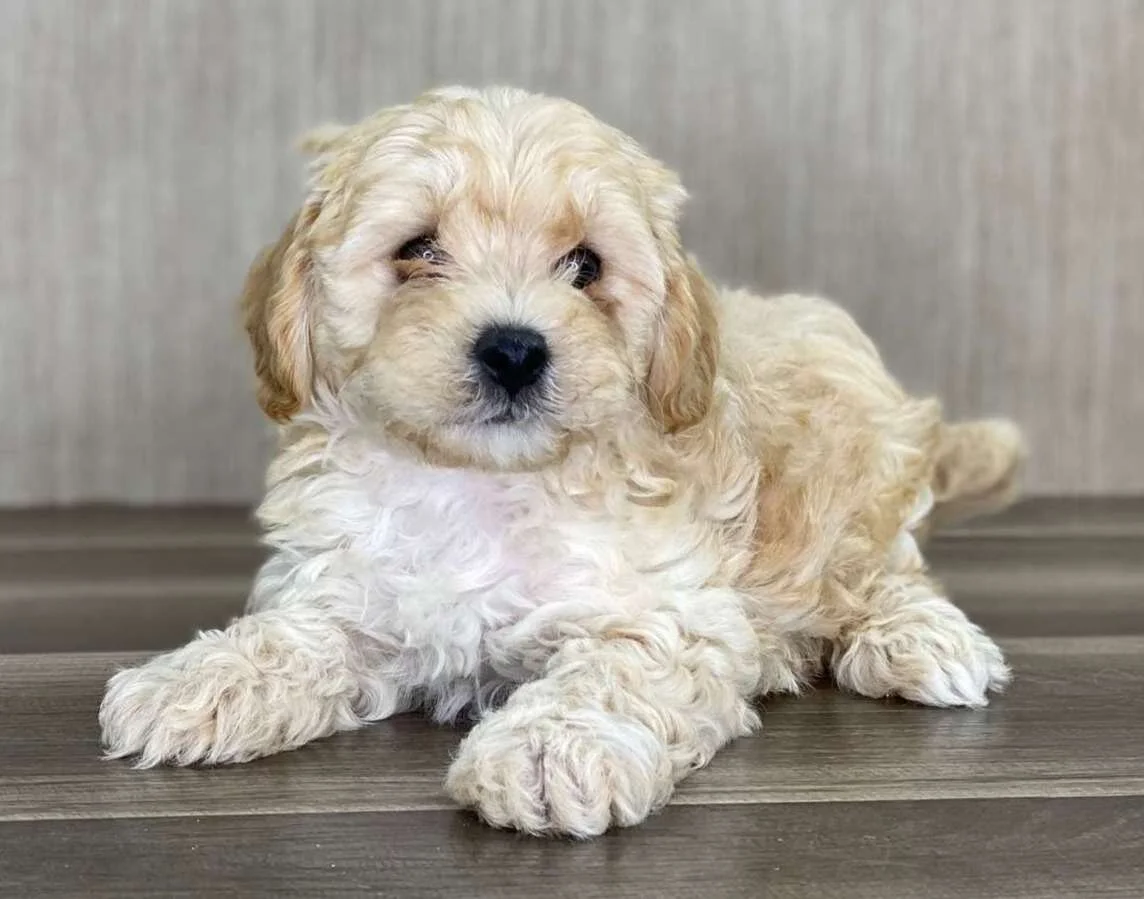 How Much Does A Pomapoo Cost