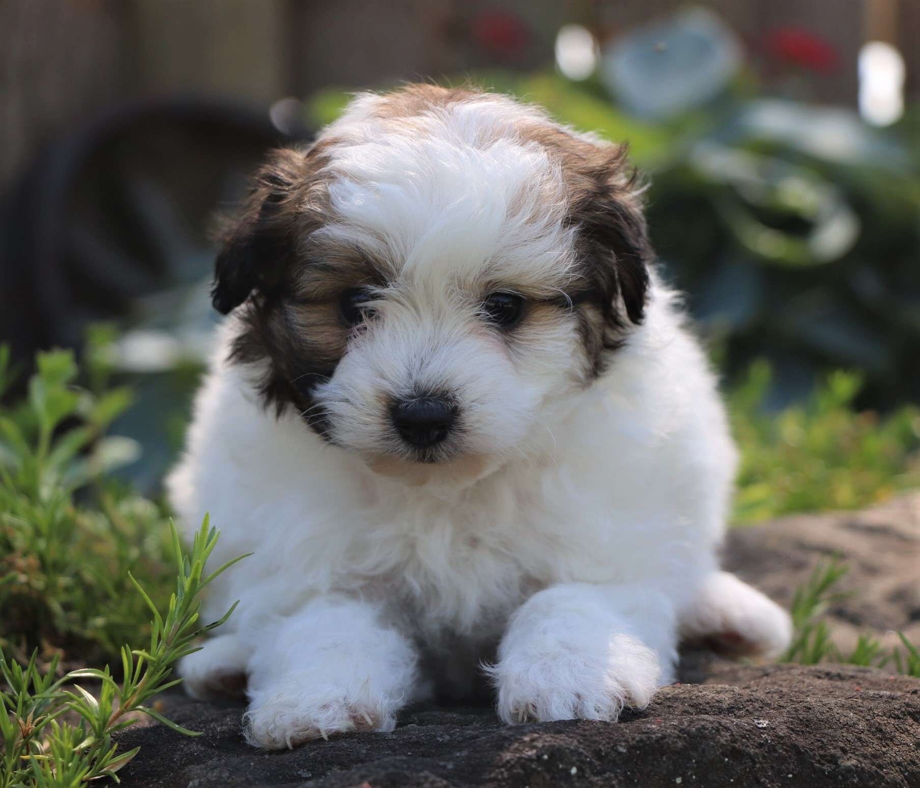 toy pomapoo