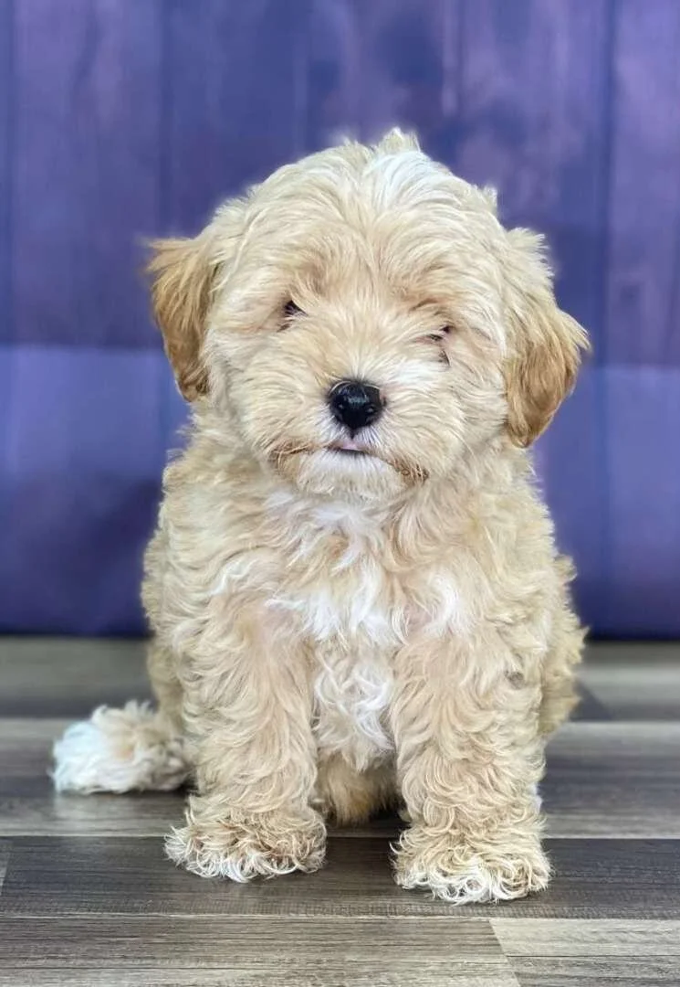Maltipoo Puppies for Sale (Reasonable Adoption Rates)