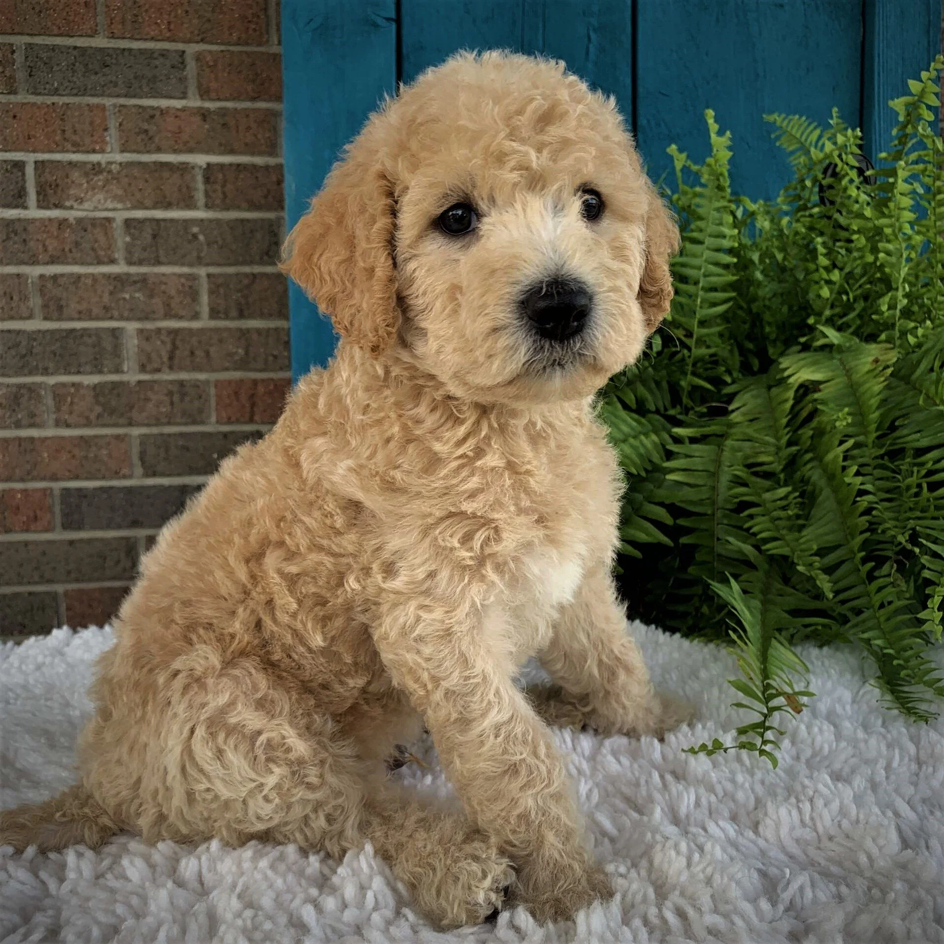 labradoodle with lab coat