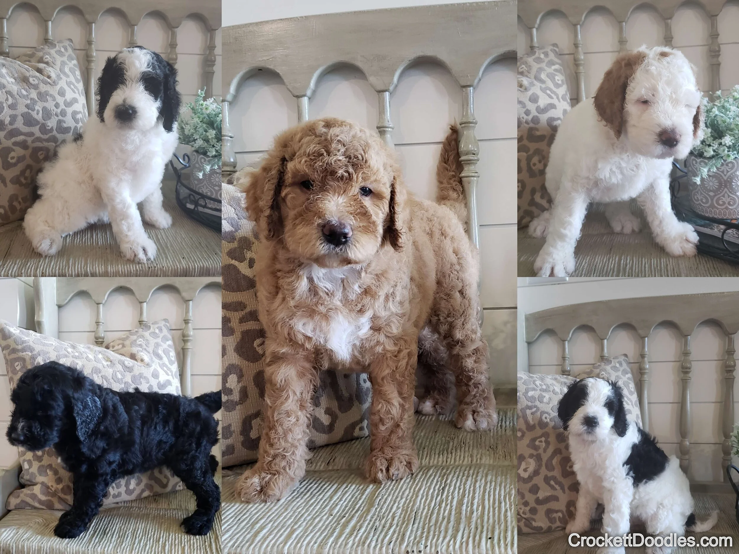 Springerdoodle-variety.jpg