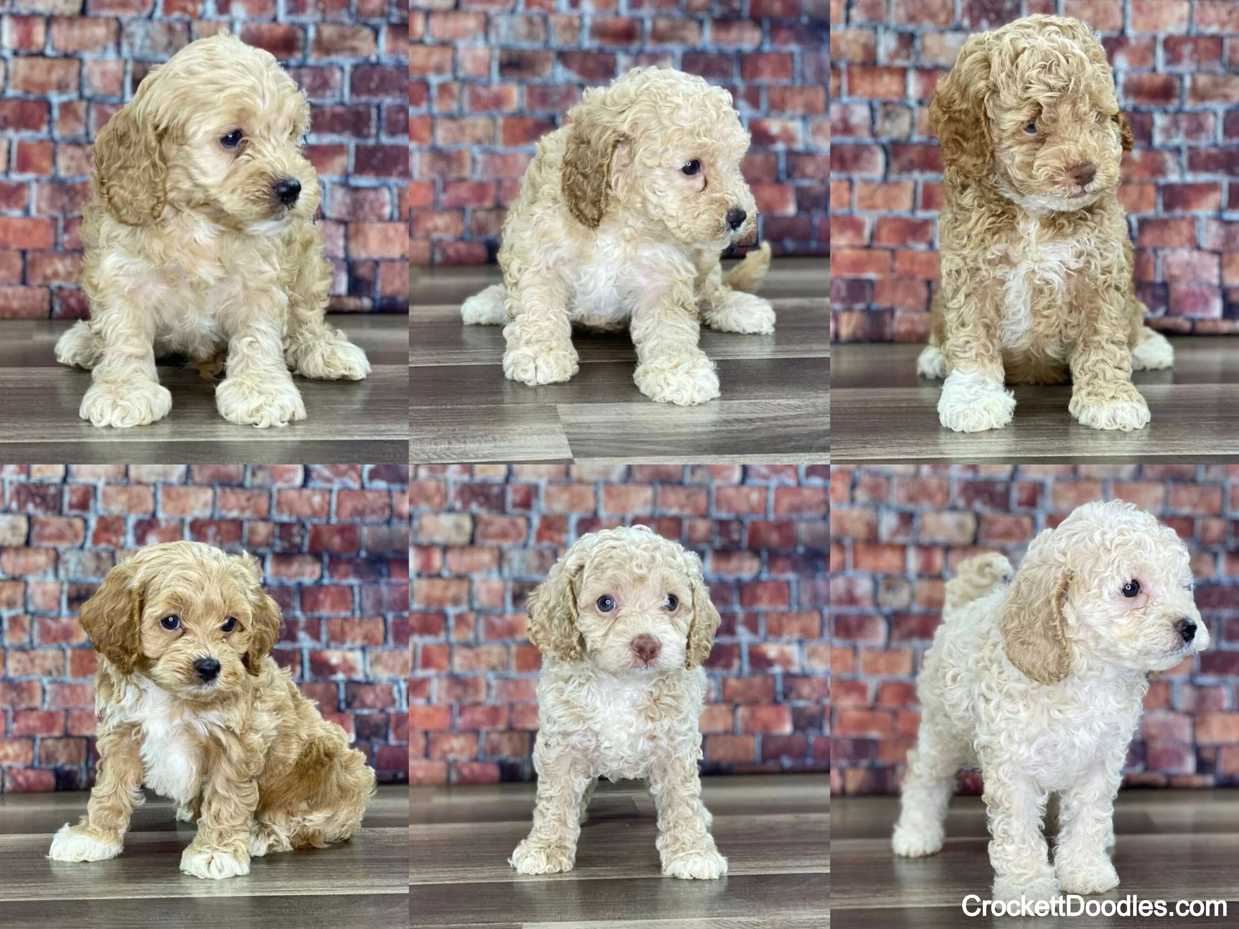 Cockapoo litter from Crockett Doodles