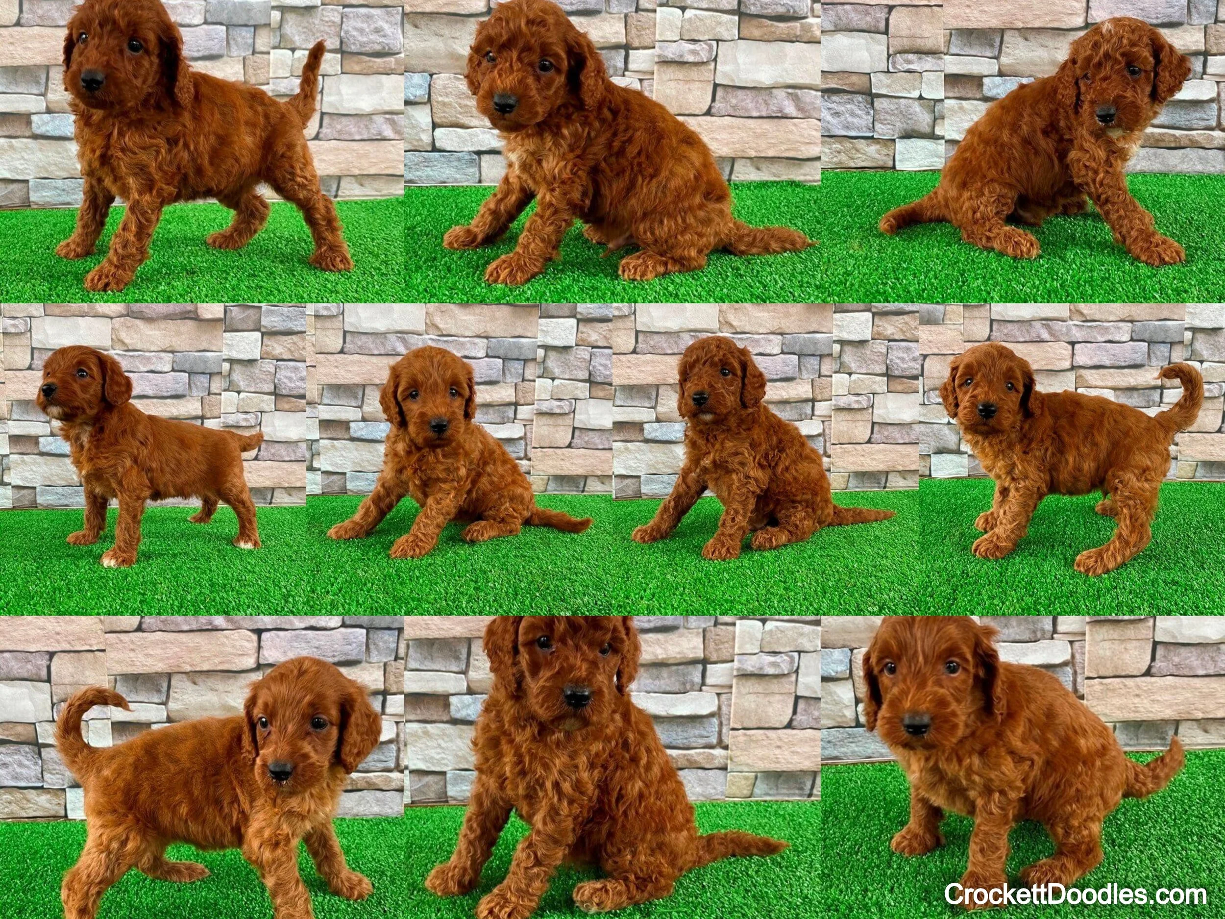 crockett irish doodles