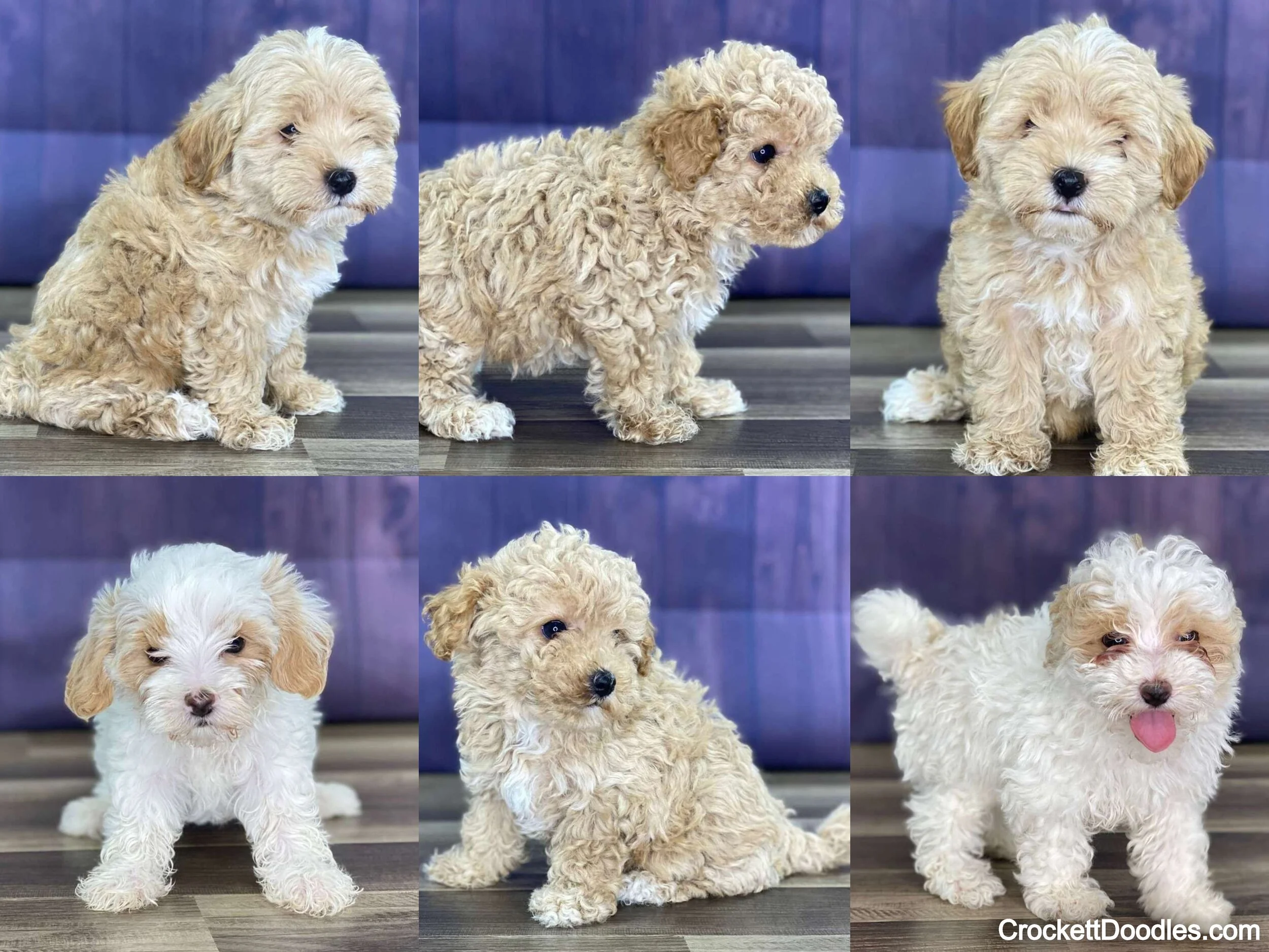 cute-maltipoos.jpg