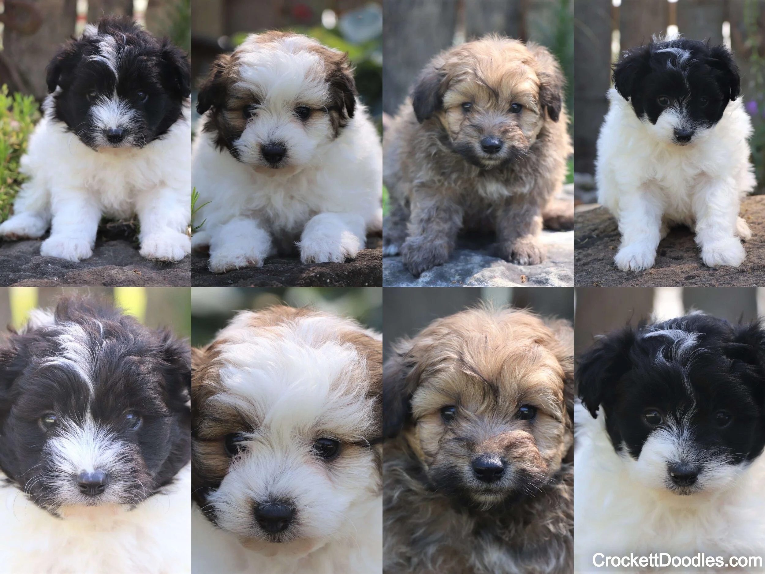 Pomapoo Litter from Crockett Doodles