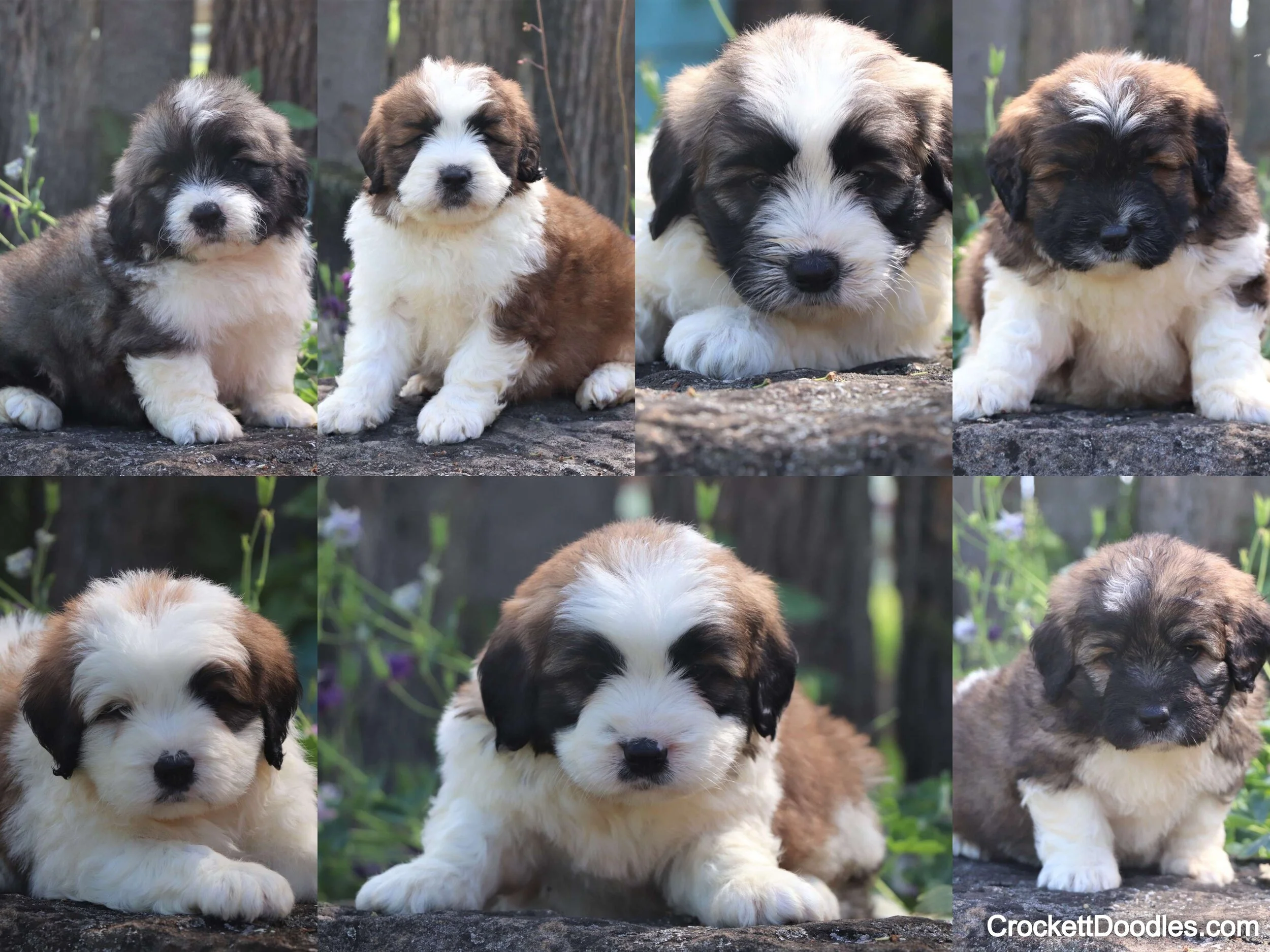 Mini Saint Berdoodles from Crockett Doodles