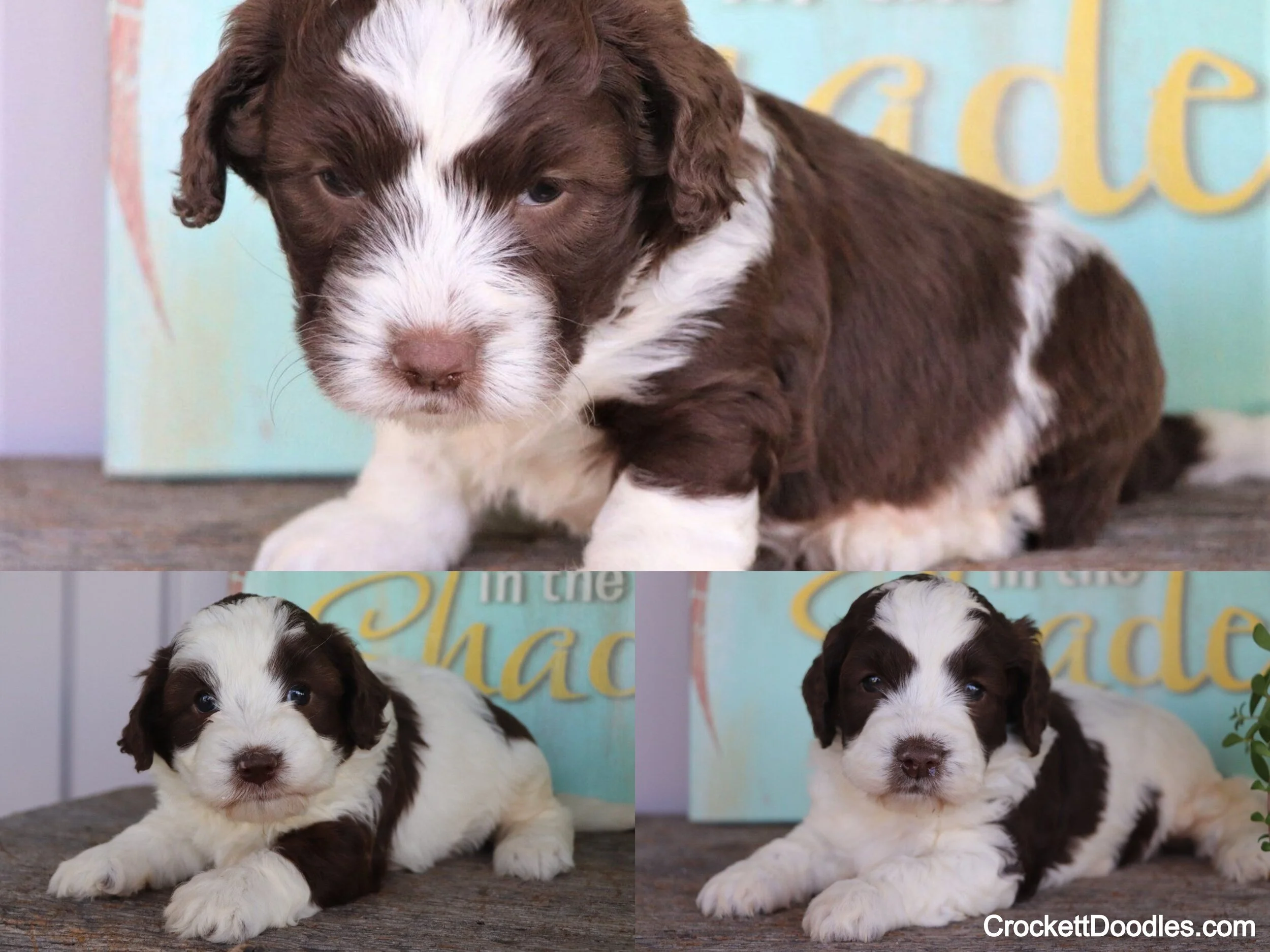 Mini Springerdoodles from Crockett Doodles