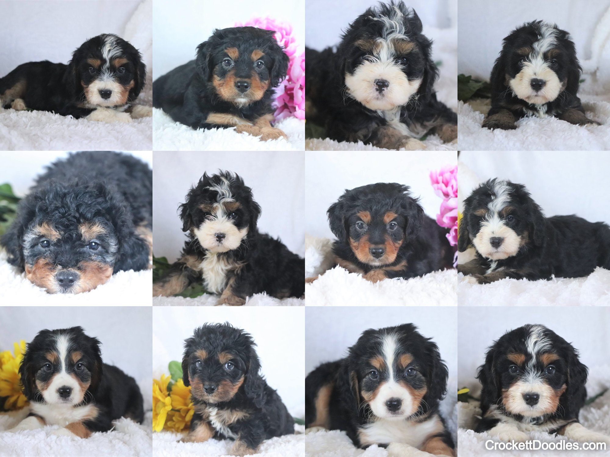 Swiss Doodle Litter from Crockett Doodles