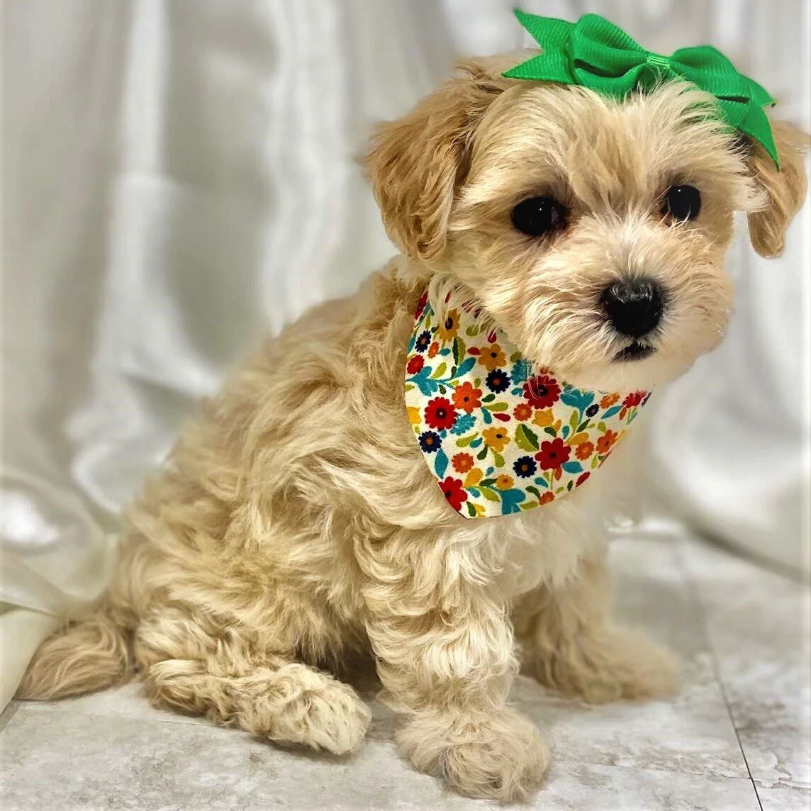 Maltipoo Puppies for Sale (Reasonable Adoption Rates)