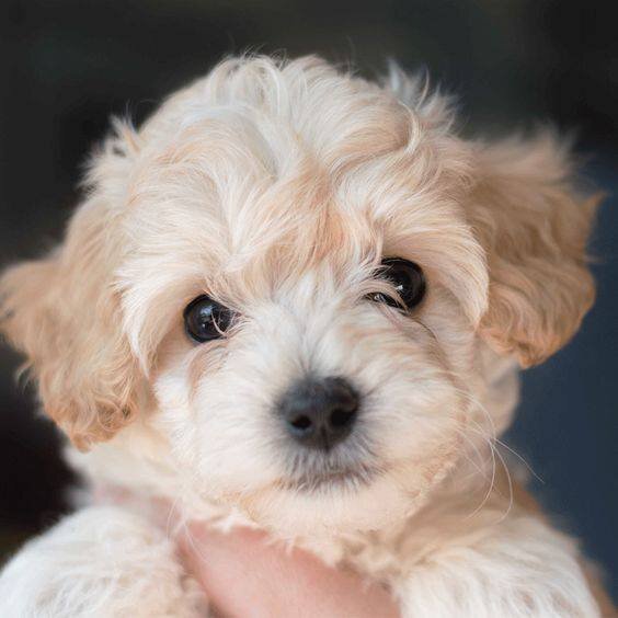 crockett doodles available puppies