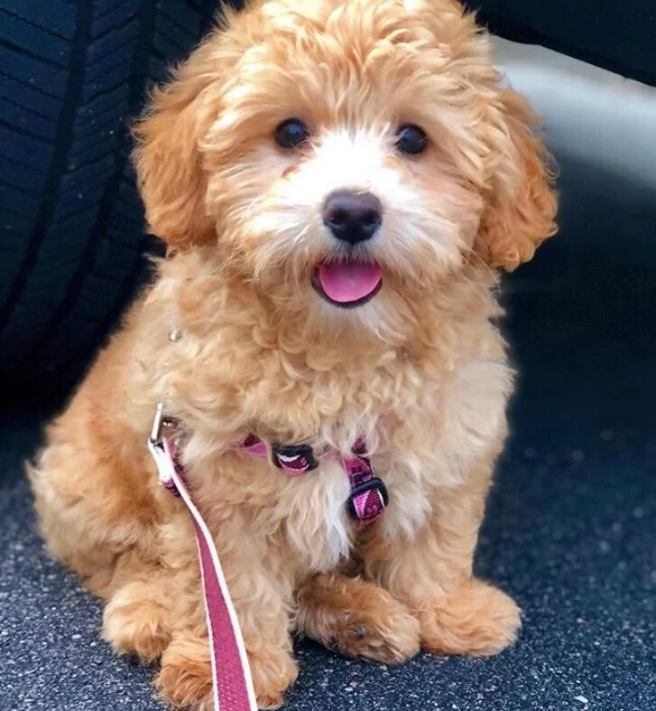 Crockett Doodles Wait Time