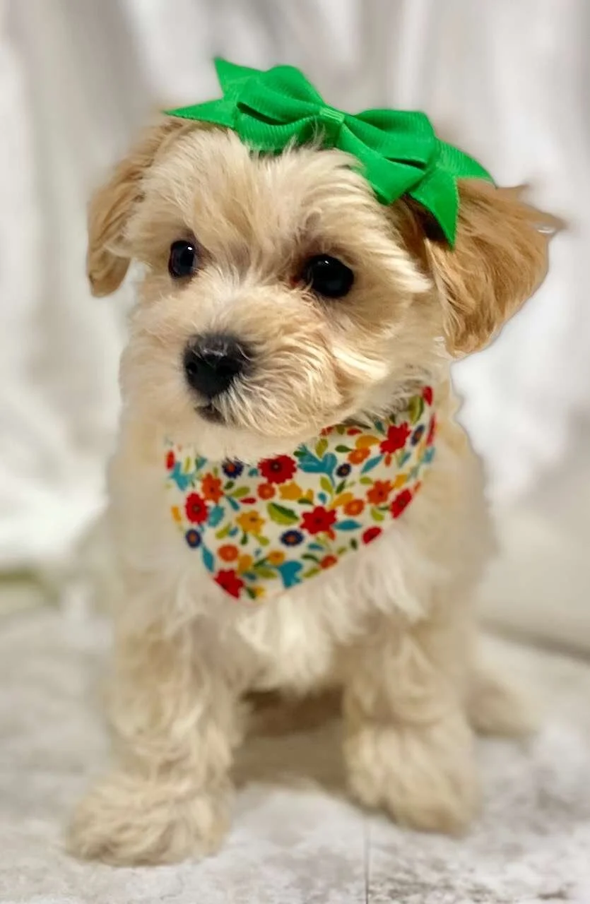 Crockett Doodles Wait Time