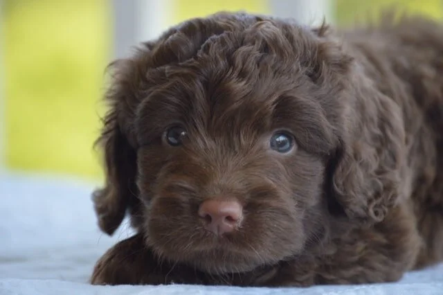 chocolate double doodle