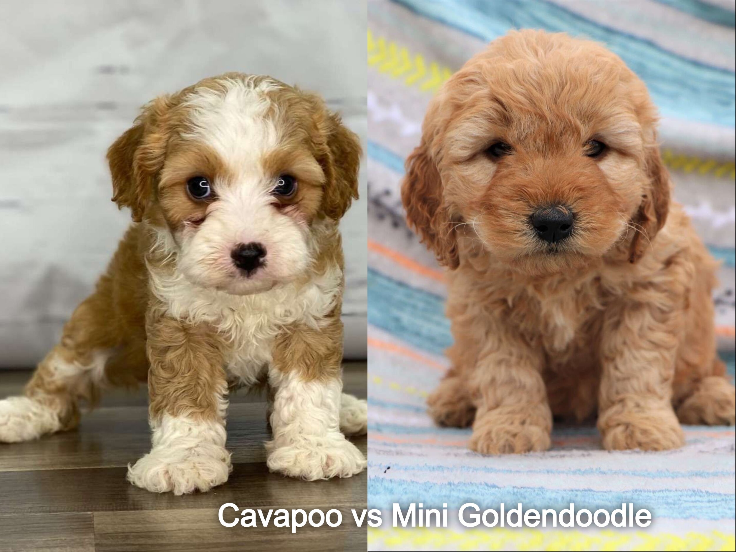 pictures of miniature goldendoodles