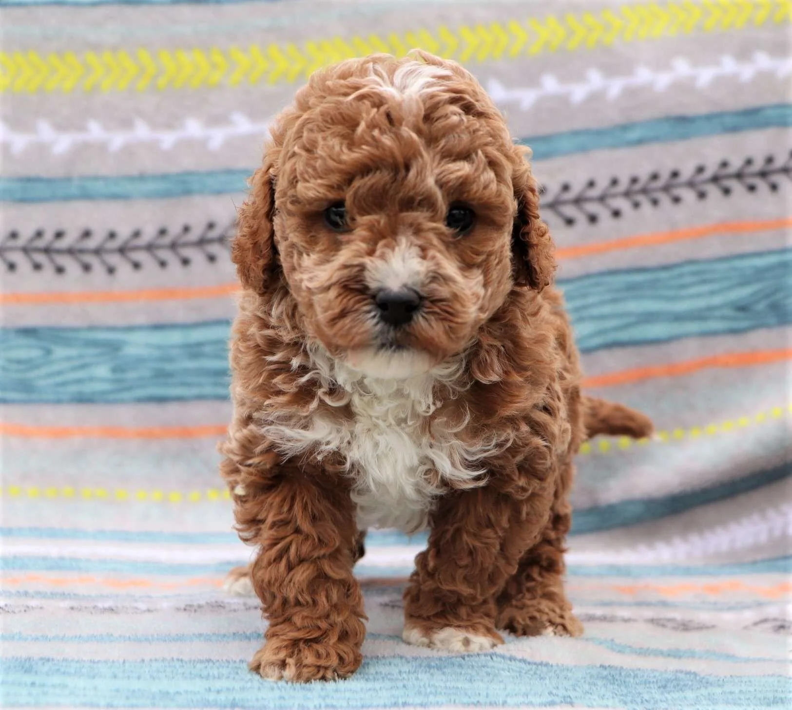Cavapoo vs Mini Goldendoodle Breed Comparison