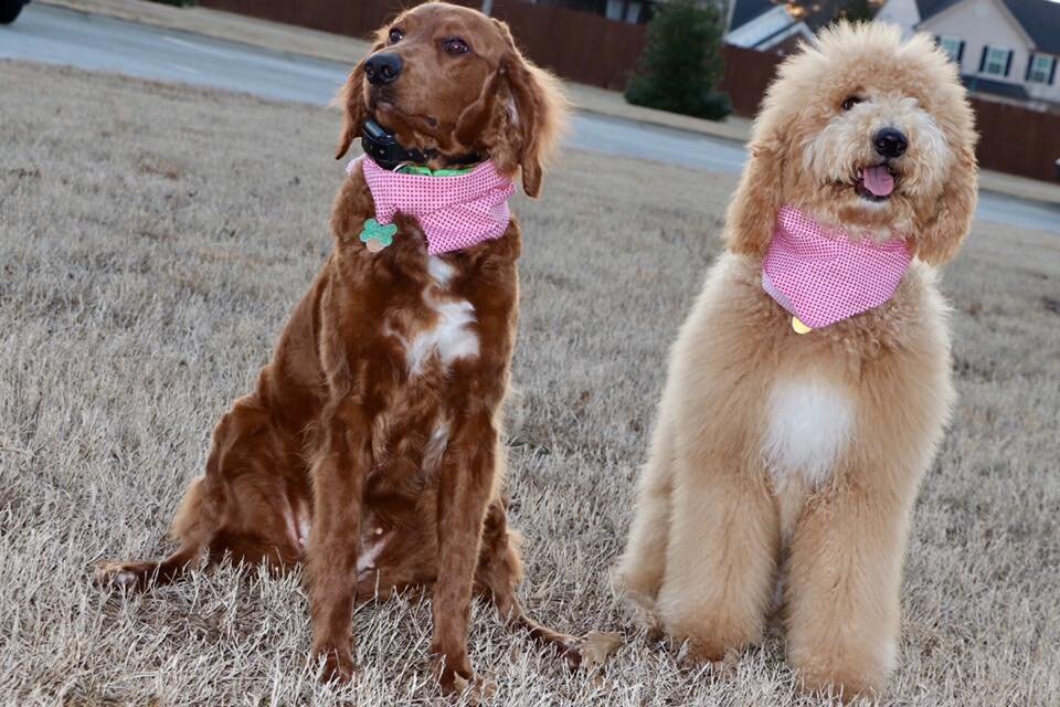 goldendoodle improper coat