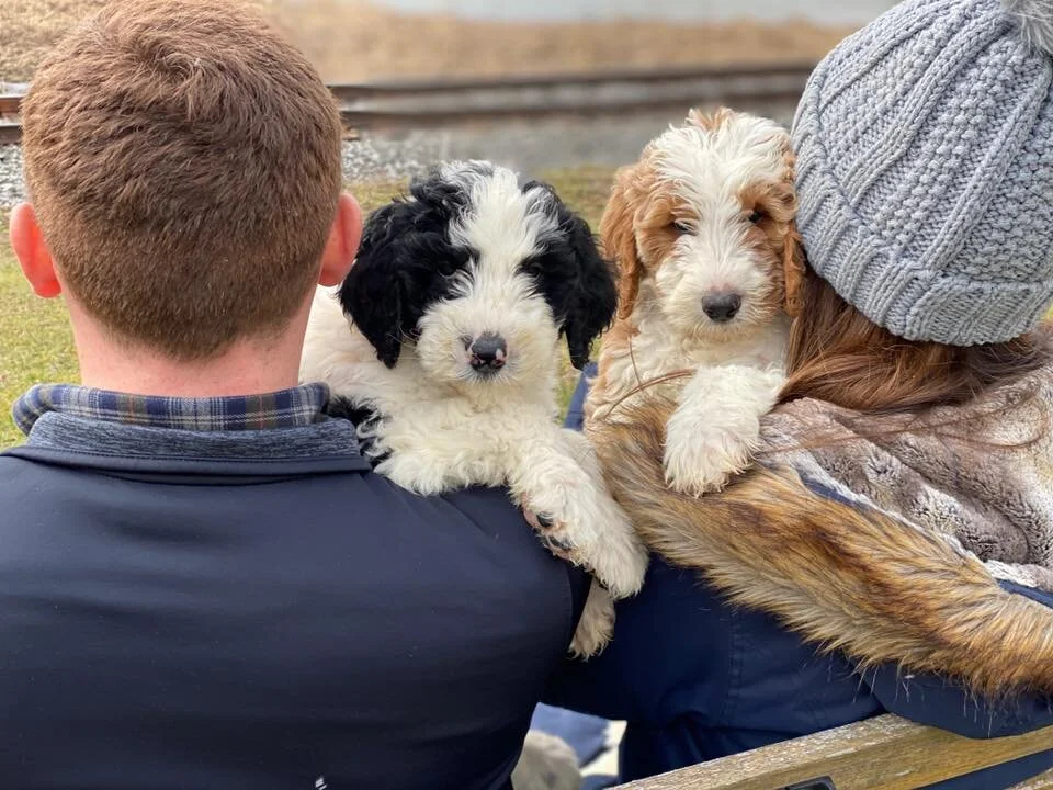 Mini Sheepadoodles and Standard Sheepadoodles for Sale (Reasonable