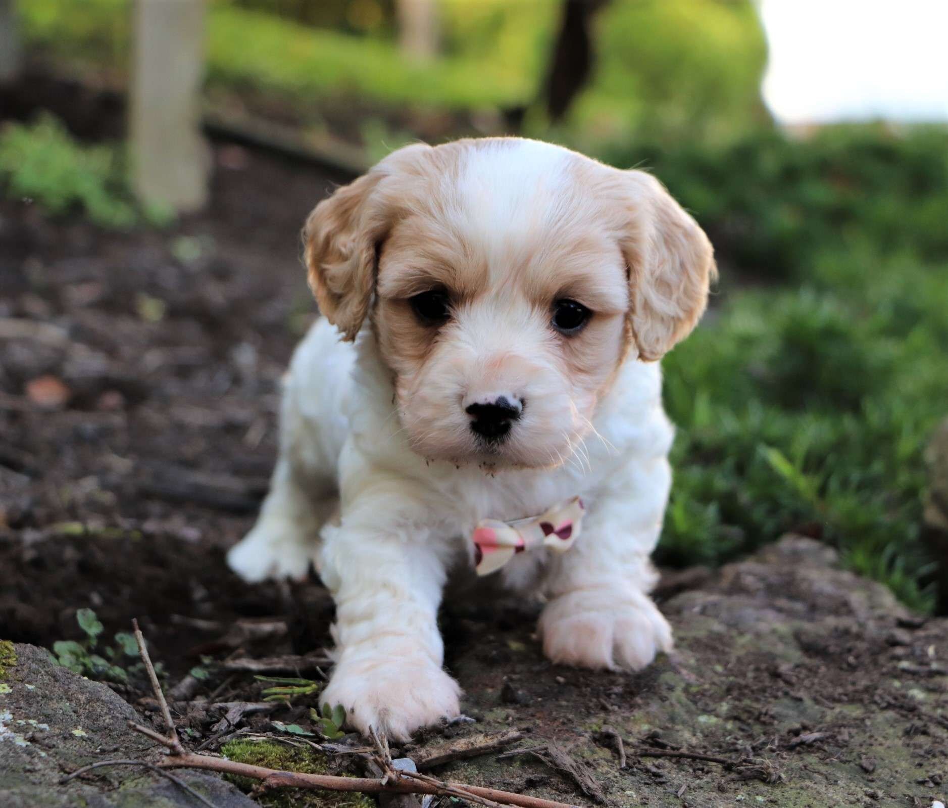 toy cavachon