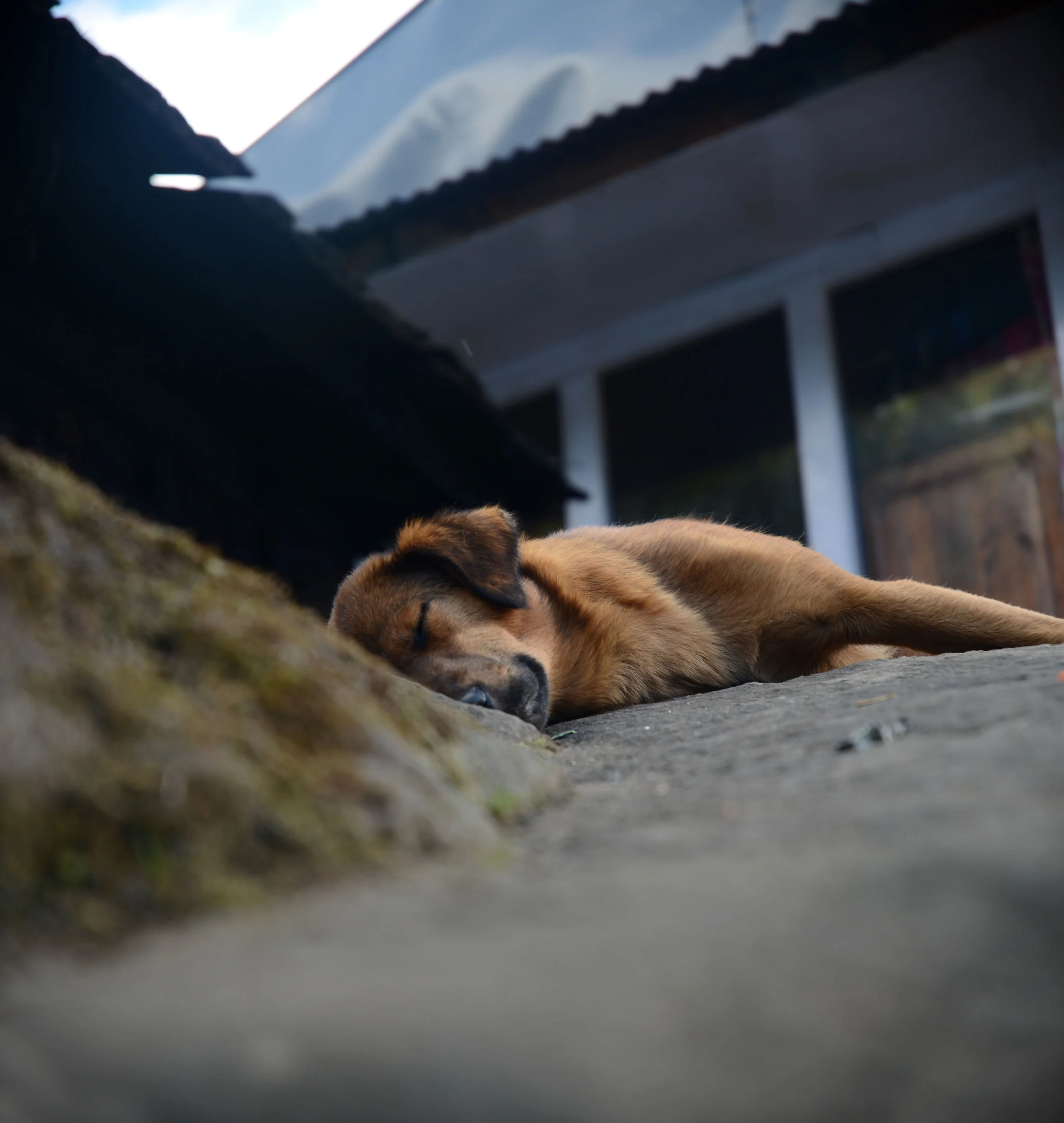 dog.jpg