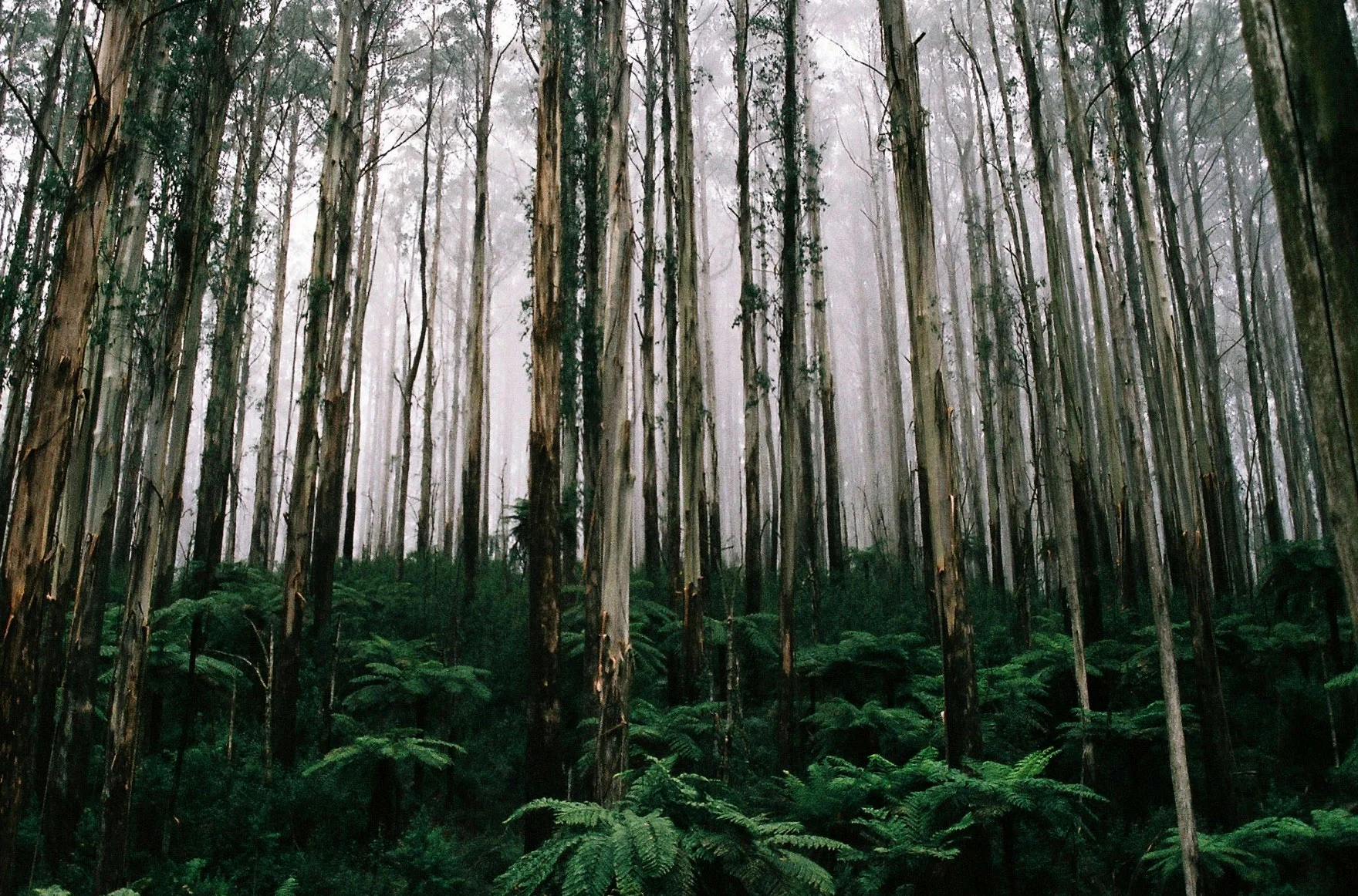 trees.jpg