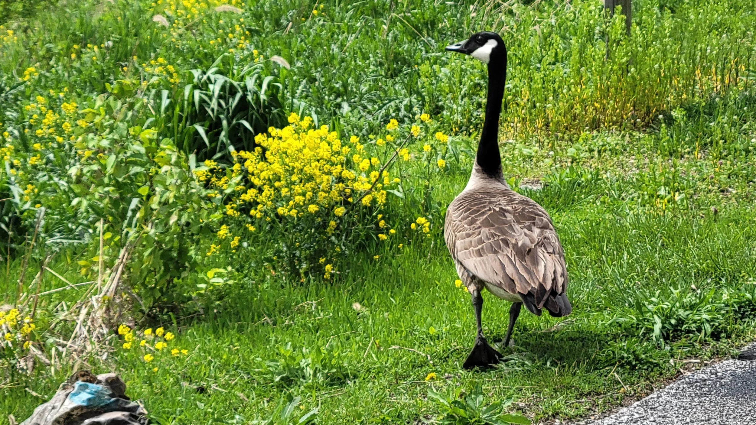 Yayyy ... ! My flappers are done with ice. (Copy)