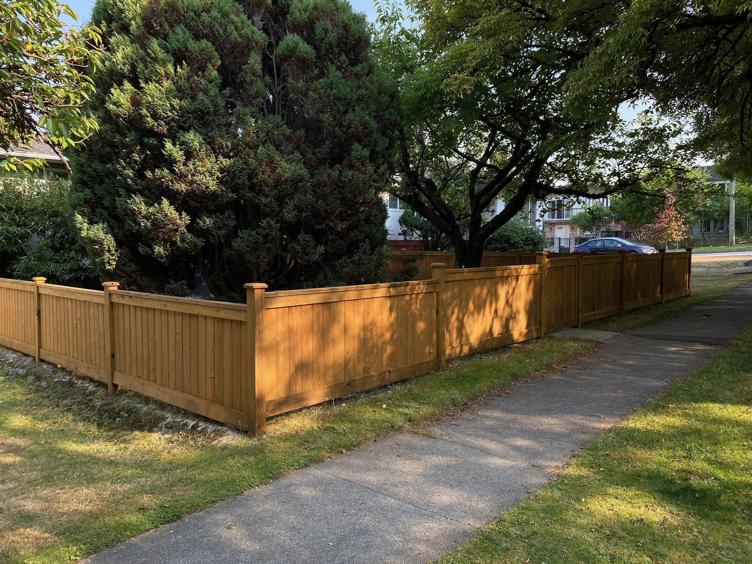 Freshly stained cedar fence Vancouver