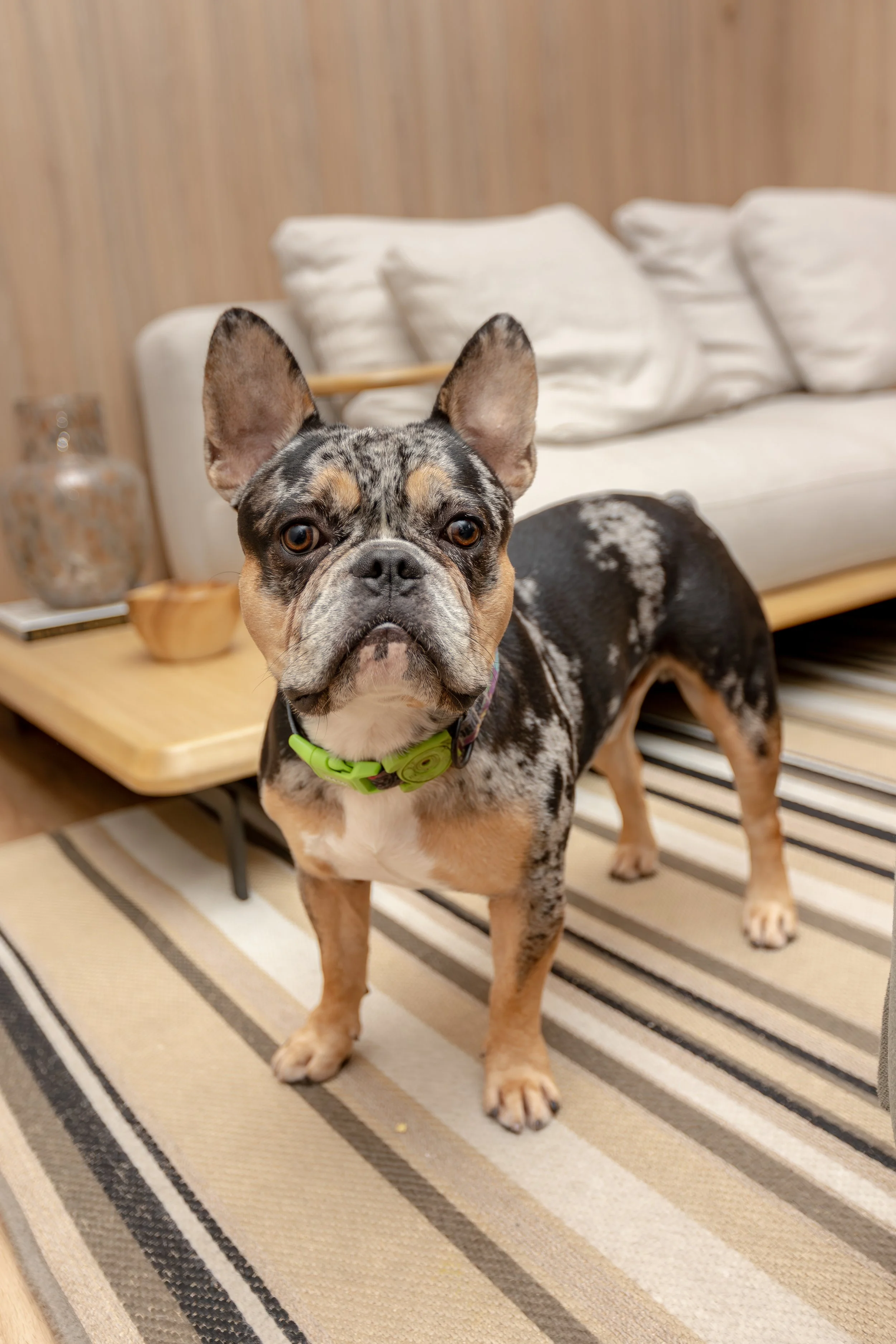 Cachorro de bulldog francês com pelagem tigrada, usando coleira verde, na sala com tapete listrado e sofá com travesseiros brancos ao fundo.