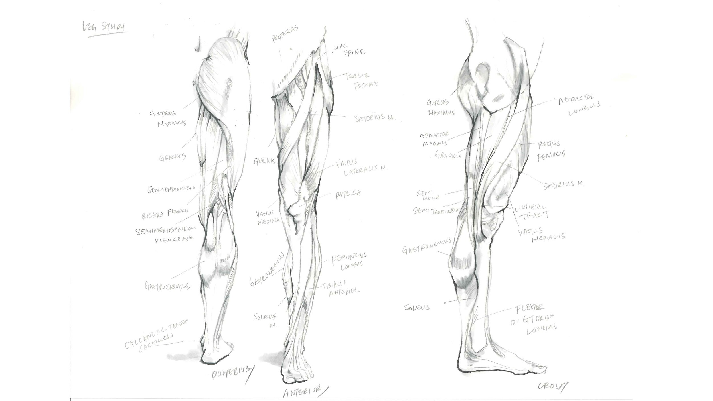 ANATOMY STUDY-07.jpg