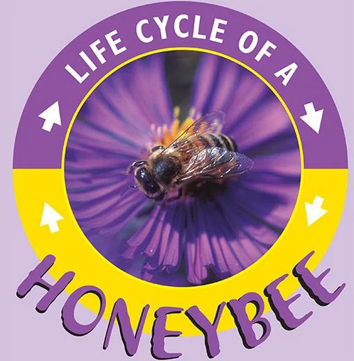 honeybee.jpg