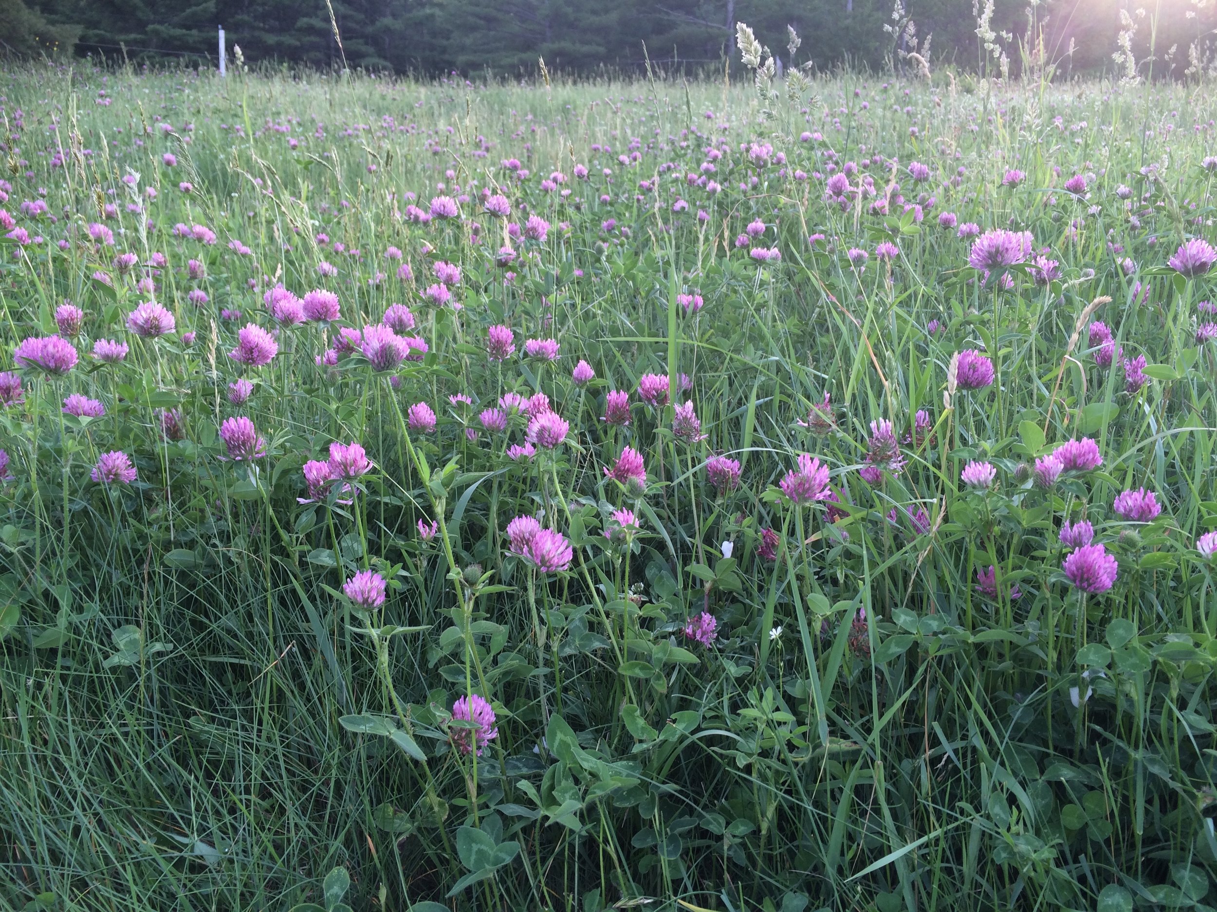 Grass Farming