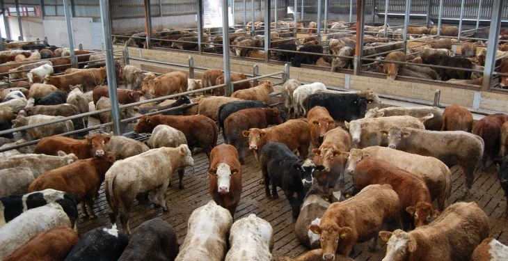 An example of how cows are kept in the meat industry in the UK