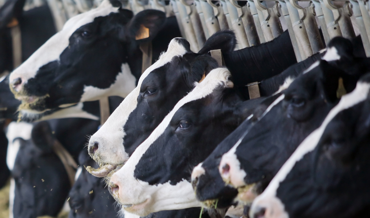 Labour-animal-welfare-policy-welcomed-by-veterinary-association_wrbm_large.png