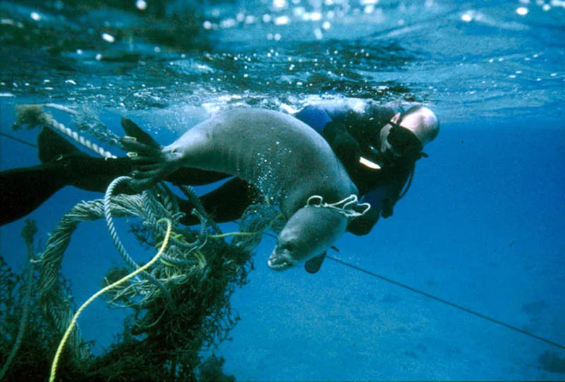 ghost-nets.jpg