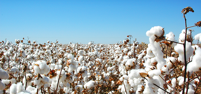 cottonslide1.jpg
