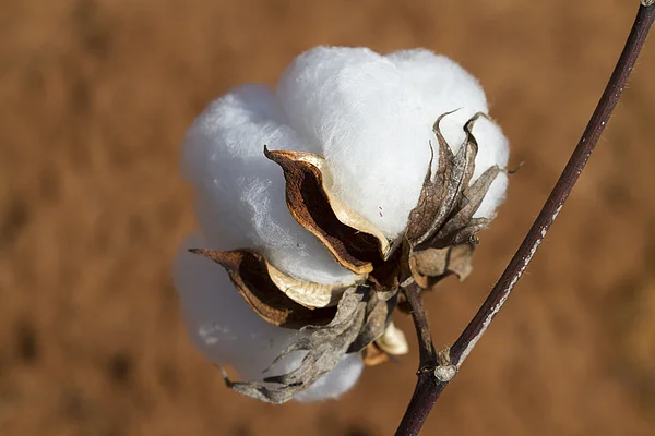 This is called a cotton ‘boll’ - #FunFact