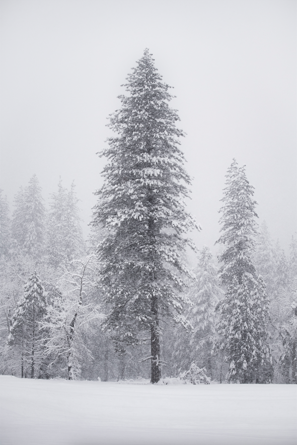 LONE PINE