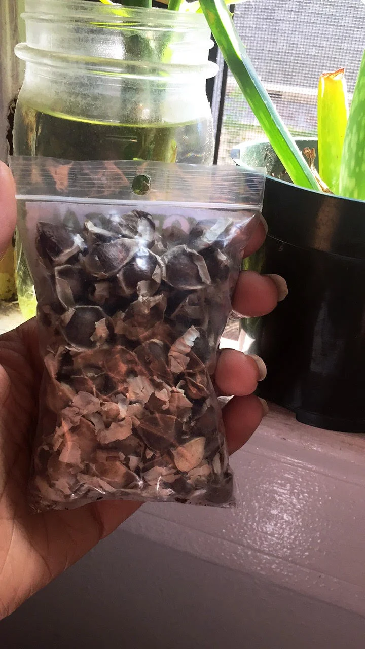 seedgirl.jpg