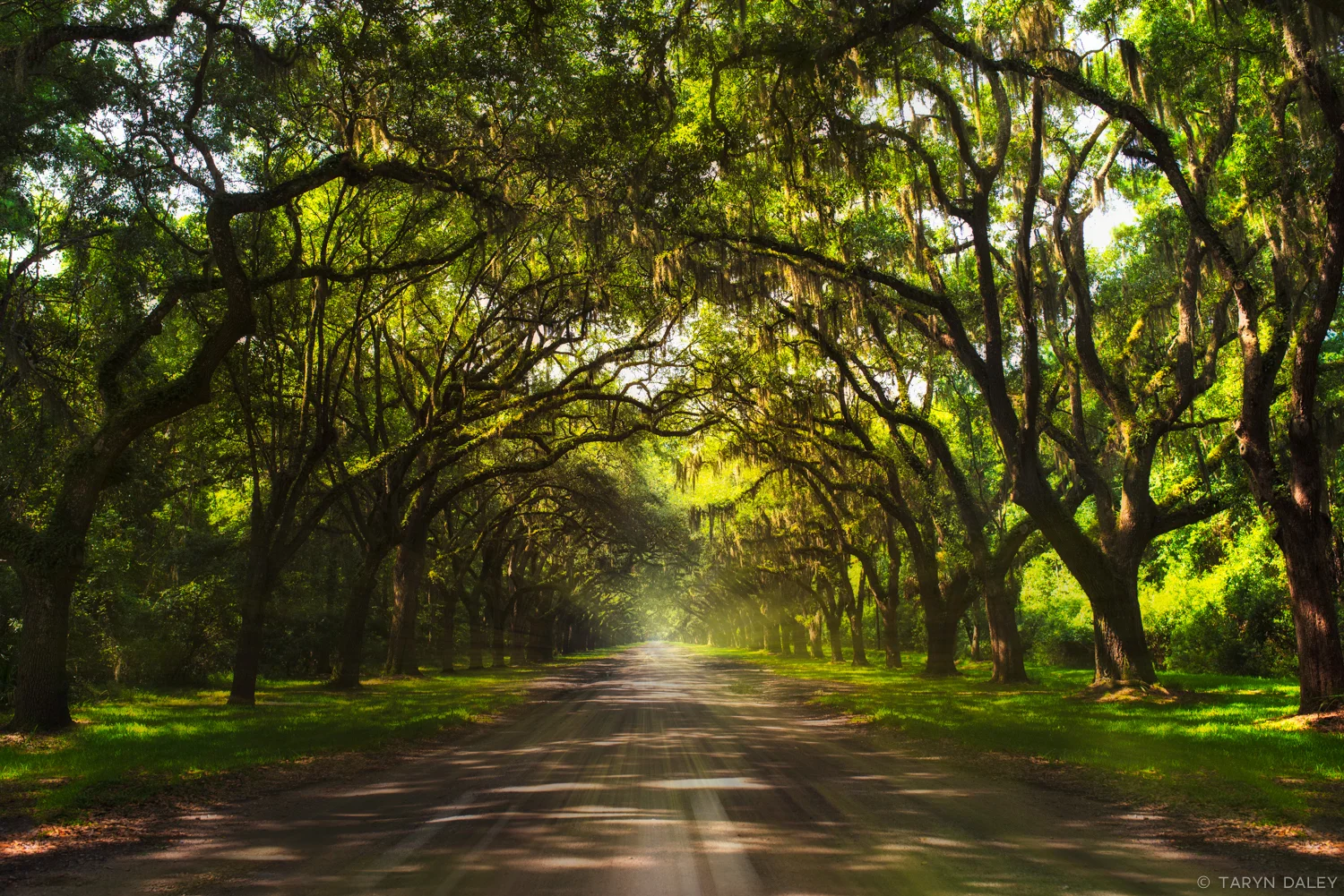savannah woods.jpg
