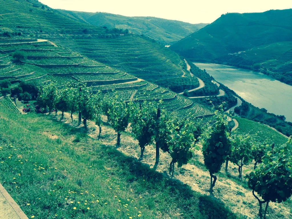 Some of the vineyards on the Douro River. The photo was taken by our clients the Howards on their Douro Cruise.