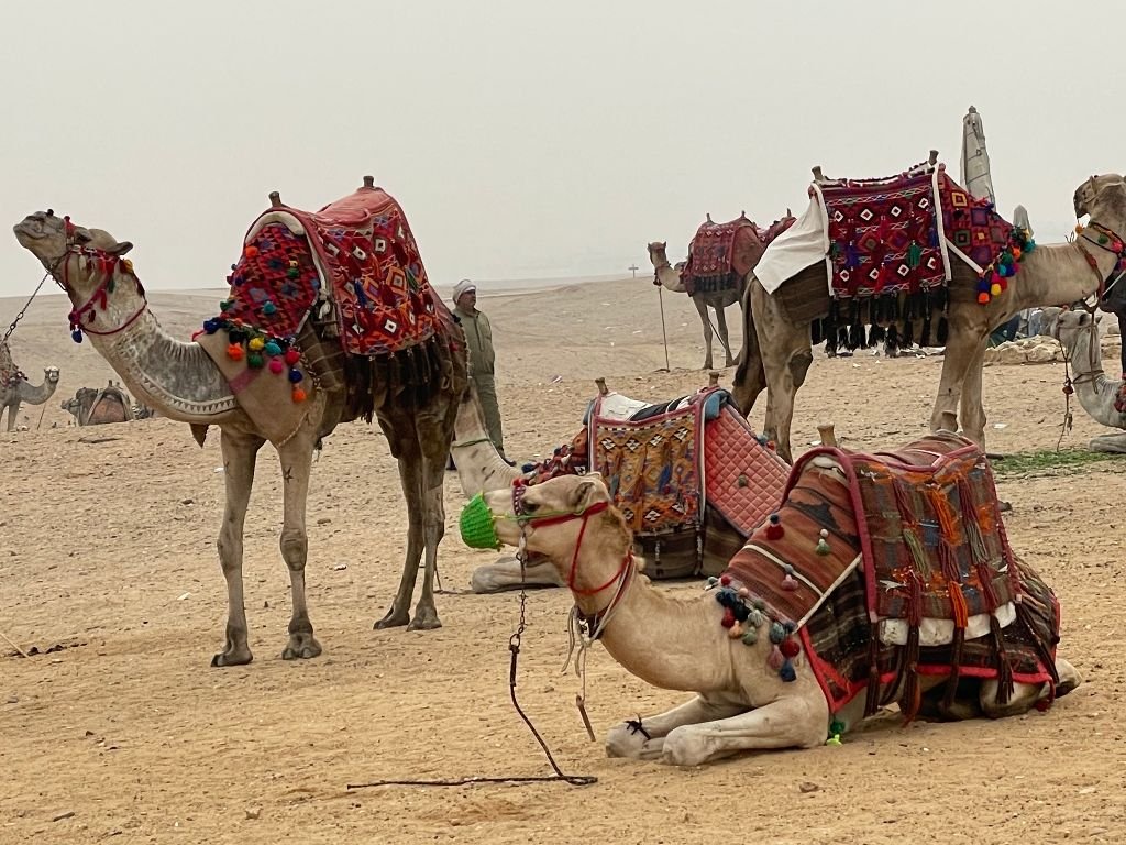 Camels ready to ride at Giza
