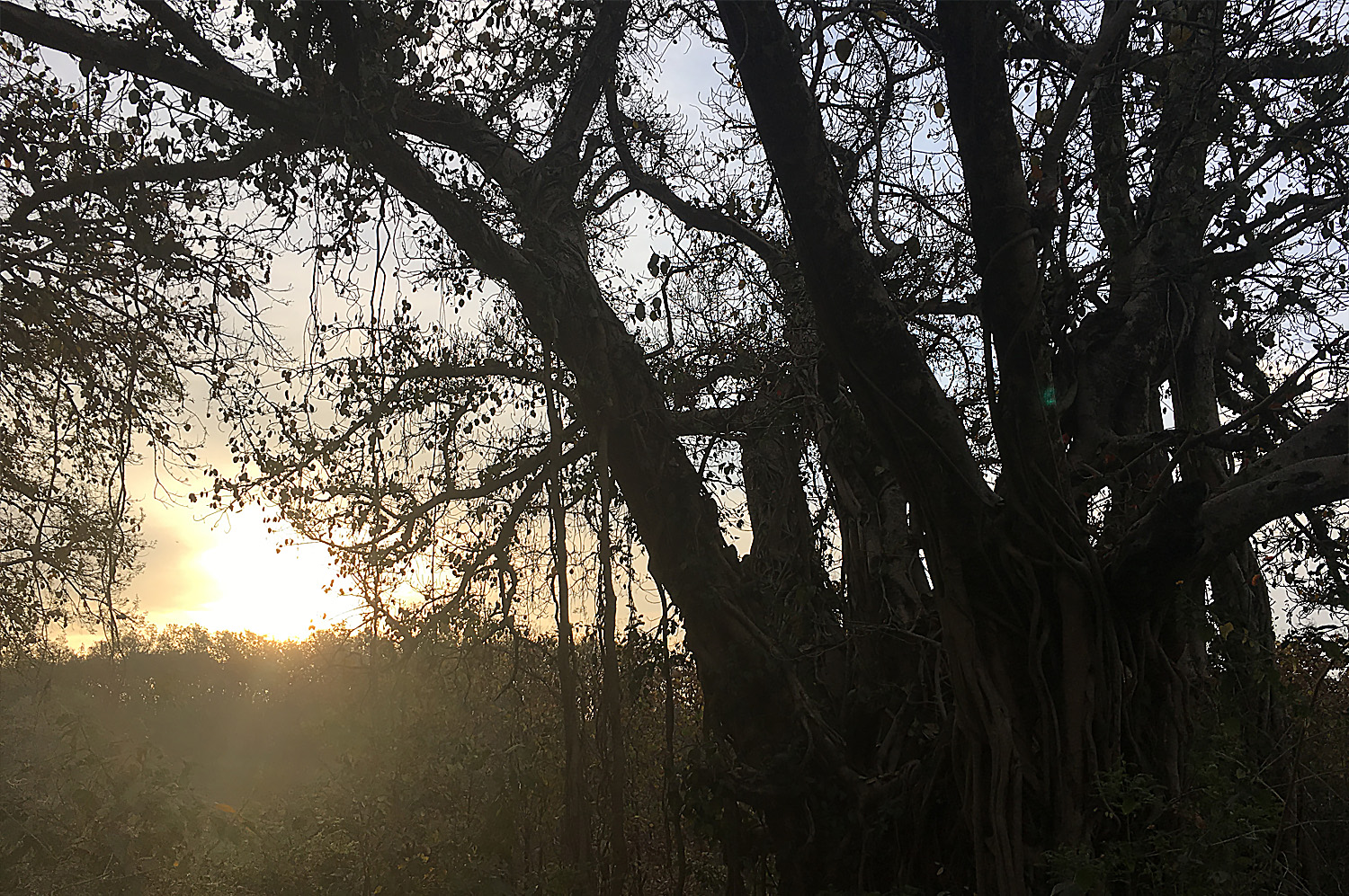 Stunning Reserve Forests All Around