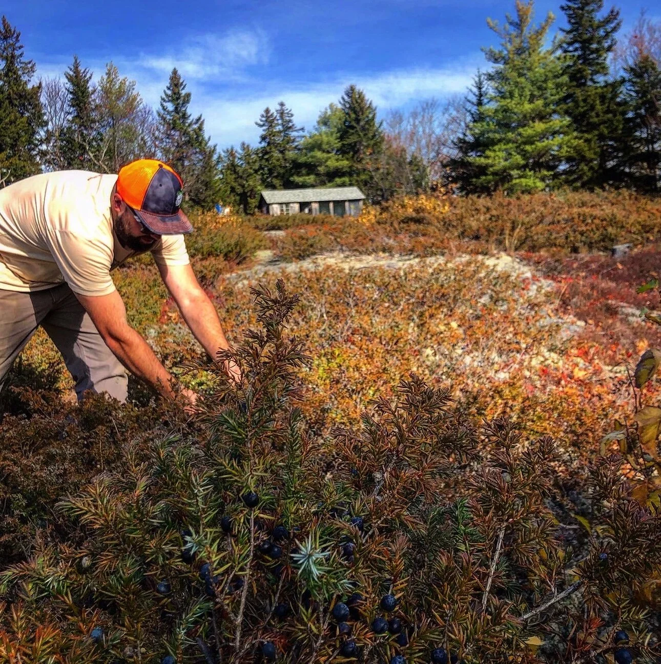 Burnt Timber Brewing &amp; Tavern Releases Juniper Beer
