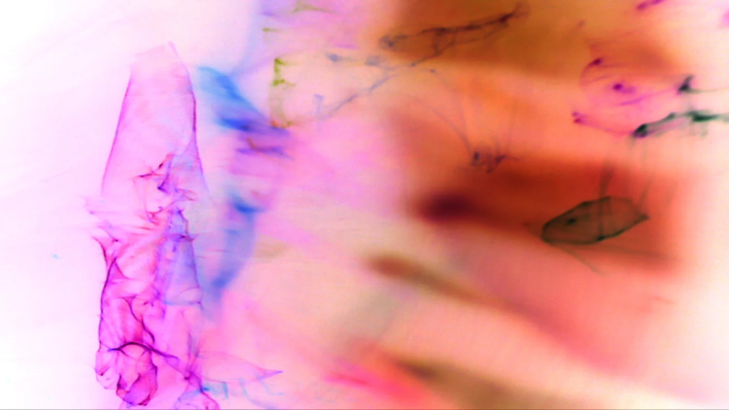 Butterfly Lovers. Video Still. 2011