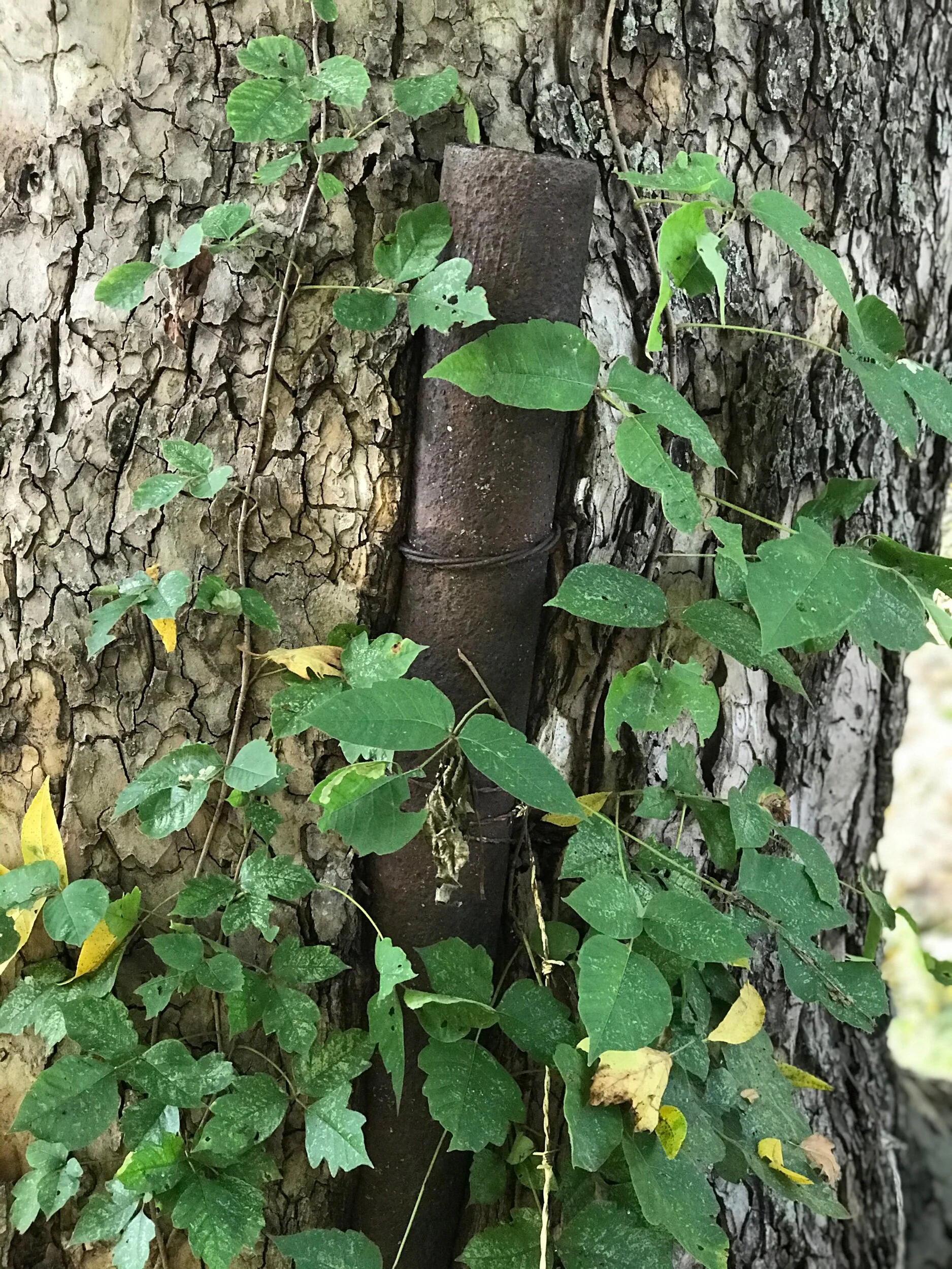 Another Trip Around the Sun