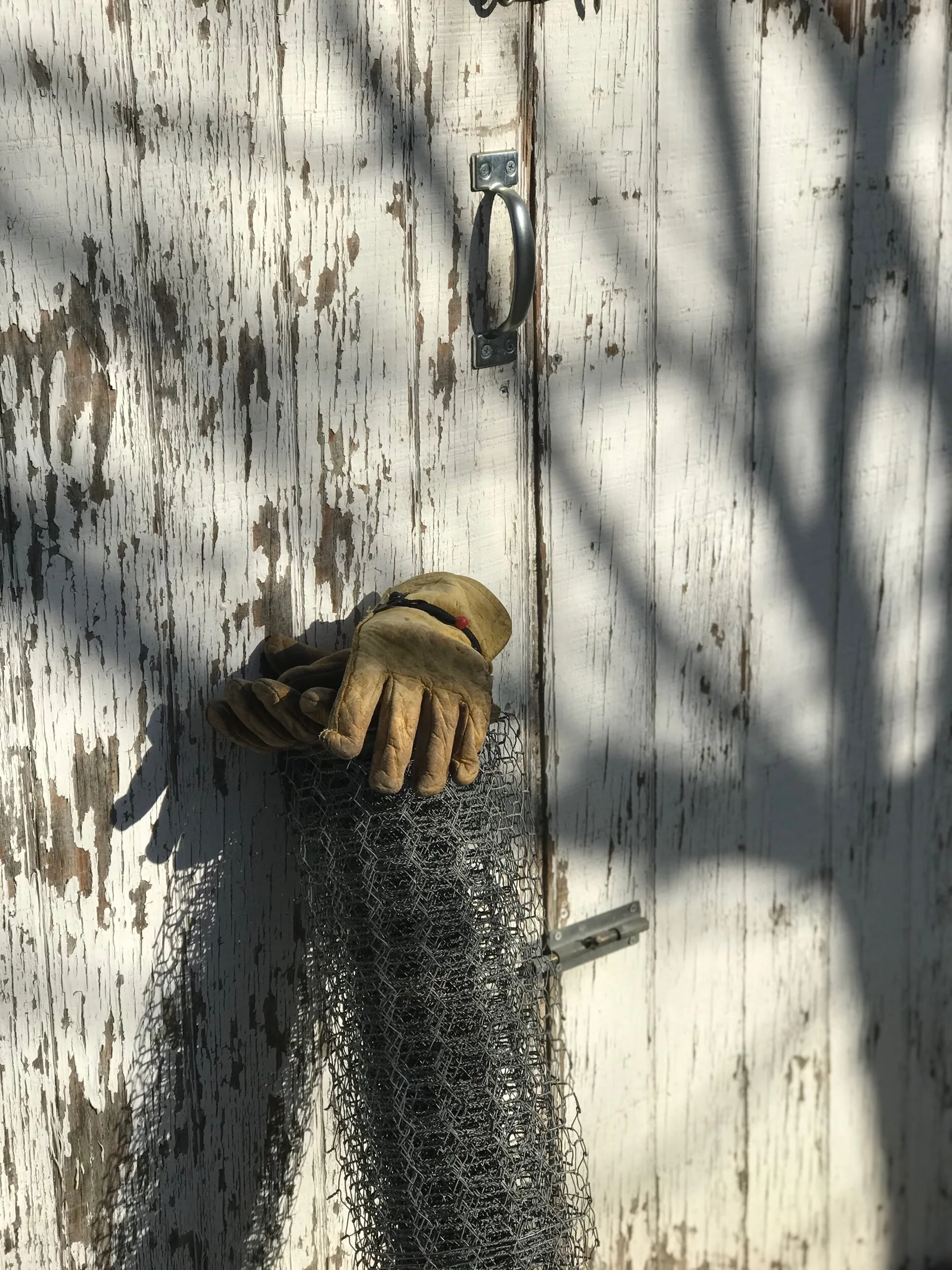 To Move a Chicken. Or Seven.