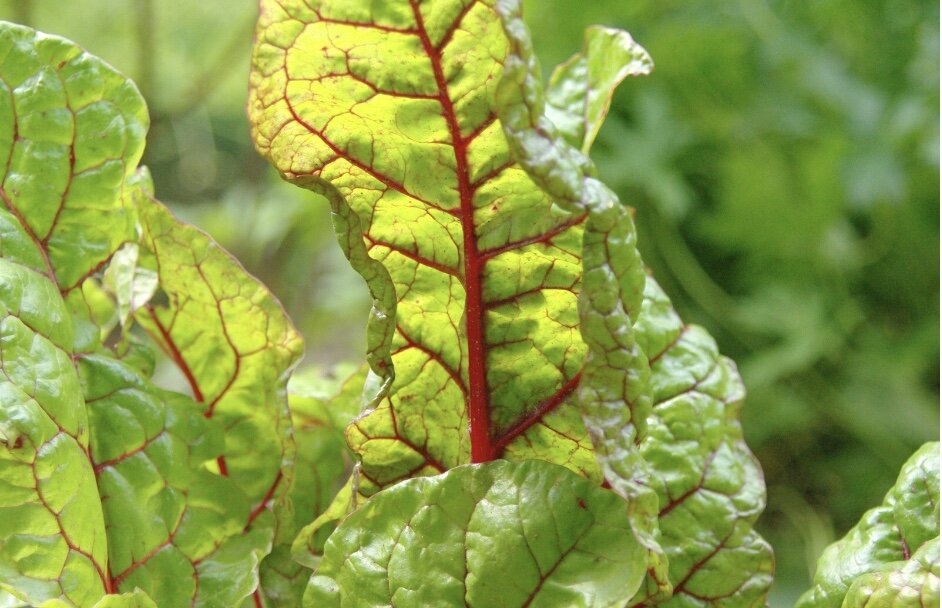Bounty on the Front Porch