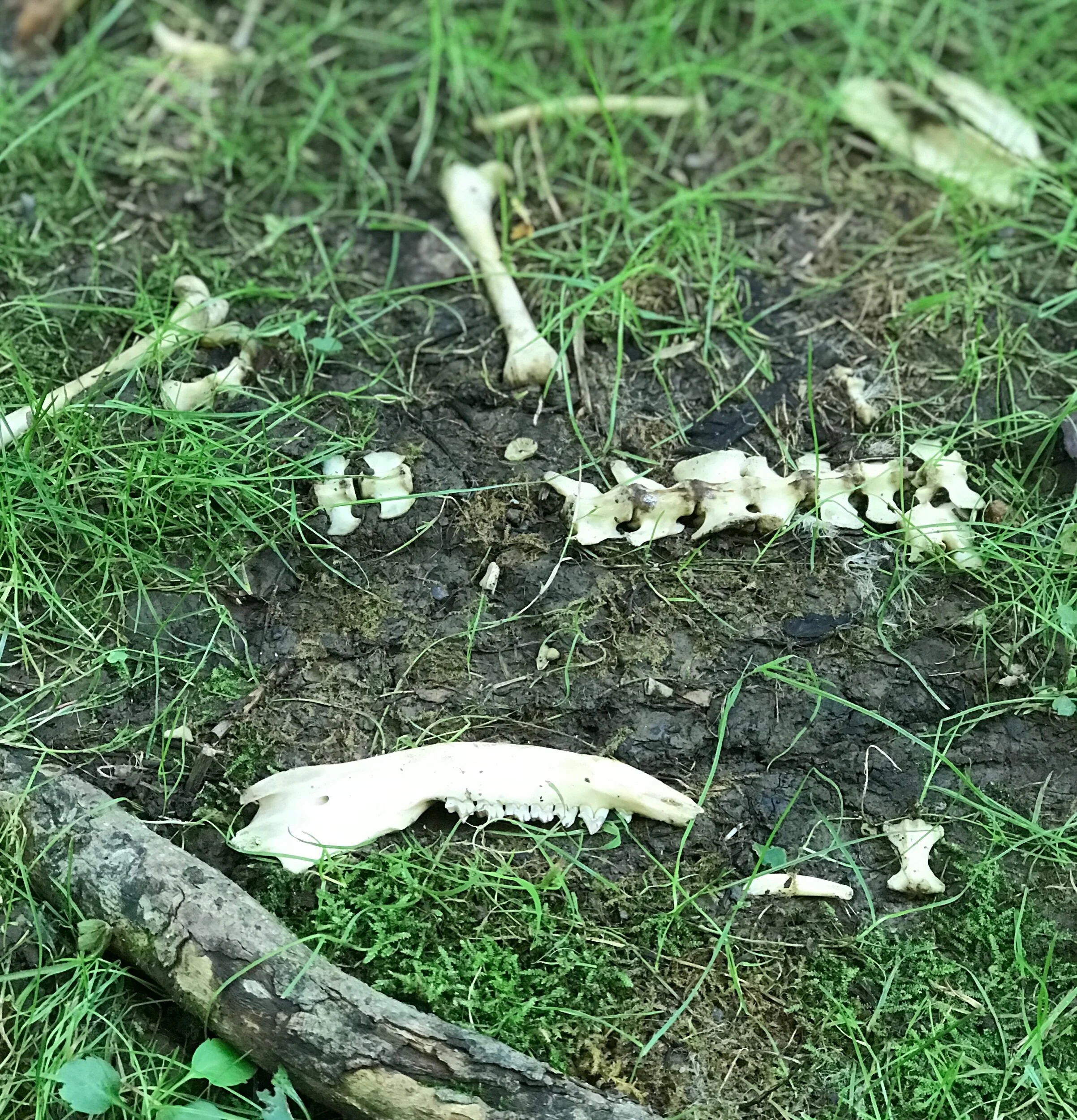 The Bones of a Thing